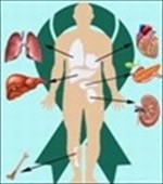 Anatomy Chart Of Body And Vital Organs